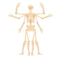 Human skeleton with various gestures. Multiarmed form with stages of raising and lowering arms and legs abstract form of golden vector section.