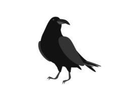 Black raven. Brooding bird sits on surface with its head turned symbol of ancient mysticism and vector witchcraft.