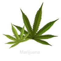 Green leaf of marijuana. A symbol of legal organic doping based on the substance of cannabis. Used for smoking and ingestion. Saturated herbal green color with a fashionable, modern design. vector