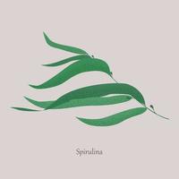 planta submarina de espirulina sobre un fondo gris. vector