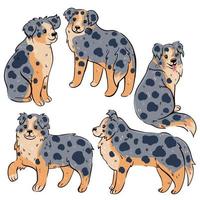 conjunto de lindos perros pastores australianos aislados en fondo blanco. gráficos vectoriales vector