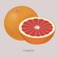 pomelo fresco y rodaja de pomelo, icono aislado sobre fondo gris. vector