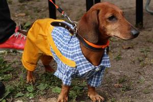 St Petersburg, Russia, 2021 - 9th annual sausage-dog parade in St Petersburg, Russia. The theme of this year is circus. photo