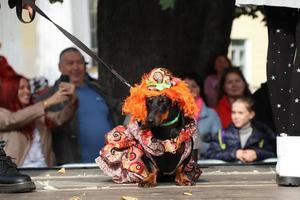 san petersburgo, rusia, 2021 - 9º desfile anual de perros salchicha en san petersburgo, rusia. el tema de este año es el circo. foto