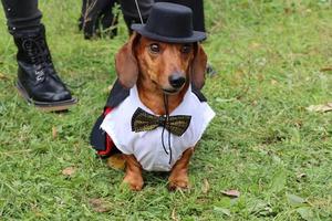 St Petersburg, Russia, 2021 - 9th annual sausage-dog parade in St Petersburg, Russia. The theme of this year is circus. photo