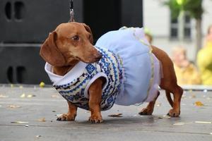 St Petersburg, Russia, 2021 - 9th annual sausage-dog parade in St Petersburg, Russia. The theme of this year is circus. photo