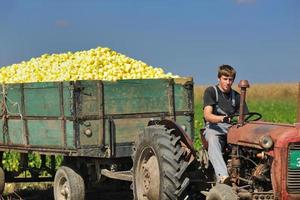 agriculture worker with fresh vegetables photo