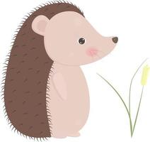 Hedgehog vector illustration