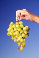 female hand holding grape cluster photo