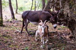 Donkey and goat in the woods photo