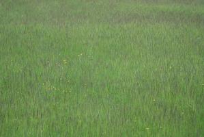 Green grass background photo