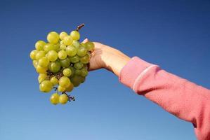 female hand holding grape cluster photo