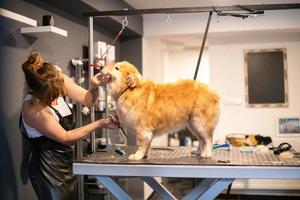 pet hairdresser woman cutting fur of cute yellow dog photo