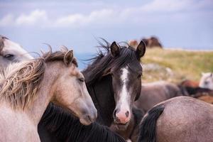 portrait of beautiful wild horses photo