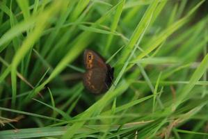 brow butterfly in grass photo