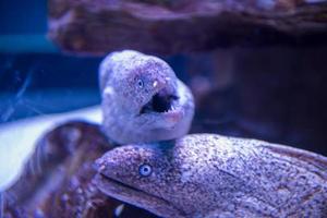 fish swimming in aquarium photo