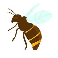 Vector engraving illustration of honey bee on white background hand drawing flat