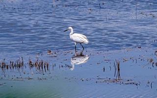 Beautiful white little egret heron  bird standing in the water on nature background photo