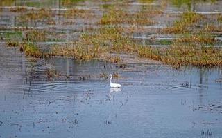Beautiful white little egret heron  bird standing in the water on nature background photo