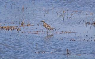 pond heron standing in the water on nature background photo