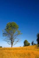 tree on meadow at sunny day photo