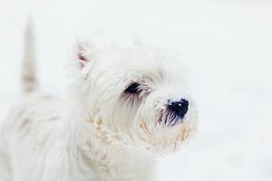 West highland white Terrier photo