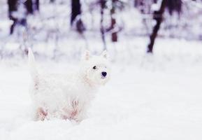 white terrier in park photo