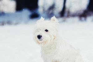Cute dog white terrier photo
