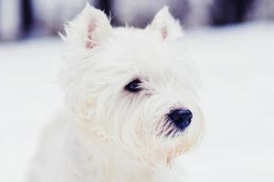 close-up of white terrier dog photo