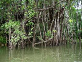 old banyan tree roots In the Little Amazon or Khlong Sang Naen, Phang Nga, Thailand, a famous tourist destination. photo