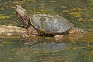 A Snapping Turtle Basking in the Springtime Sun photo