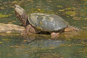 una tortuga mordedora tomando el sol primaveral foto