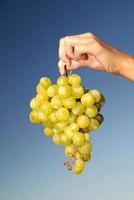 female hand holding grape cluster photo