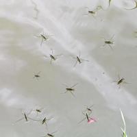 zancudos de agua adultos en la superficie del lago foto