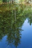 reflection of birch trees in water of forest pond photo