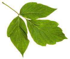 twig with leaves of Acer negundo maple ash photo