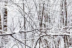 snow-covered black branches of trees in forest photo