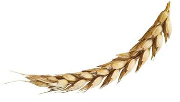 ear of ripe wheat isolated on white photo