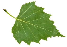 back side green leaf of birch tree isolated photo