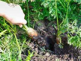 picking up ripe red carrot from green garden bed photo