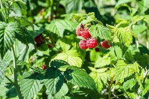 red berries on raspberry bush in the garden photo