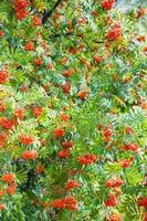 bunches of rowan on green tree photo