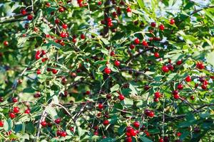 many red cherry on tree in summer photo