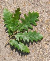 green leaf of oak tree on pavement photo