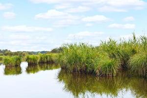 muchas islas verdes en briere marsh, francia foto