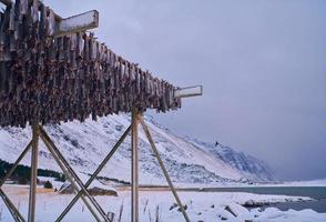 Secado al aire de salmón pescado sobre estructura de madera en el invierno escandinavo foto