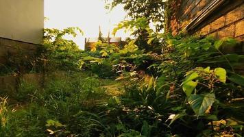 fond naturel. soleil qui brille à travers les feuilles. vue sur la nature au ralenti video