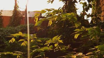 Sun shining through leaves at afternoon. beautiful nature background. slowmotion view. video