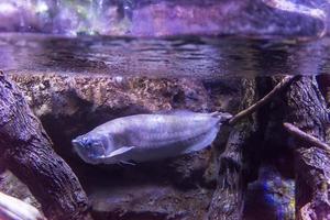 peces nadando en el acuario foto