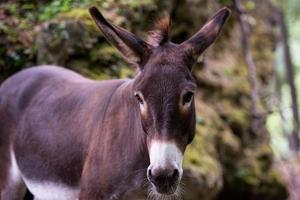 burro en el bosque foto